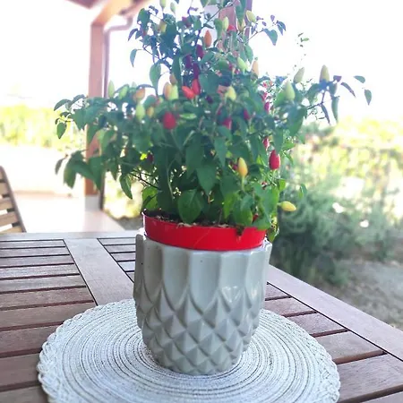 Mennulita Липари