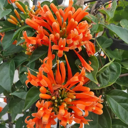 Апартаменты Mennulita